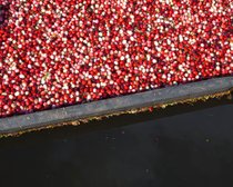 Wisconsin Cranberry Harvest