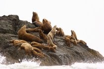 Cuccioli di leone marino