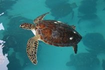 Observando las tortugas marinas