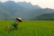 Época da colheita de arroz