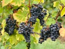 Grape Harvest & Festivals