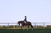 Équitation à cheval et poney