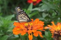 Migrazione delle farfalle monarca
