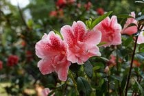 Rhododendron-Blütezeit