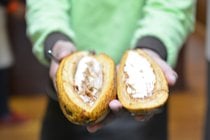 Cacao Harvest Season