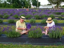 Michigan Lavendel-Festival