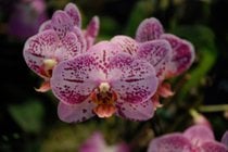 Orquídeas em flor