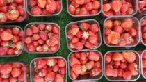 Erdbeer-Saison und Festa