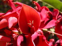 Erythrina oder Ceibo Blumen