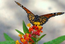 Migración de la mariposa Monarca