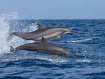 Osservazione dei delfini