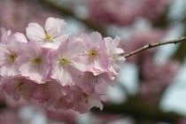 Flores de cerezas en Hasselt
