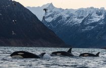 Safari des baleines