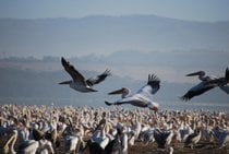 Oiseaux à Great Rift Valley