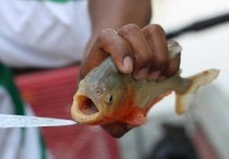 Piranha-Fischerei