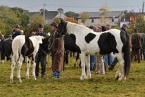 Feira e festival de cavalos Ballinasloe