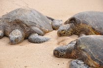 Laniakea oder Schildkröten Strand