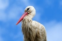 Vogelbeobachtung in Feuchtgebieten und Flussufern
