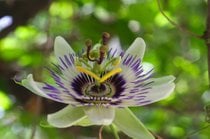 Blue Passion Flower Blooming
