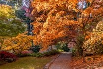 Colores del otoño en Seattle