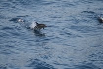 Delfines y focas de Espóradas