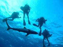 Scuba diving e snorkeling