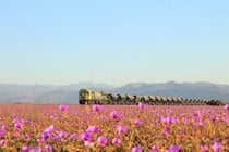 Flores no deserto de Atacama