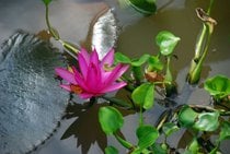 Temporada de Flores del Delta del Mekong