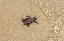 Baby Schildkröten Hatching Saison