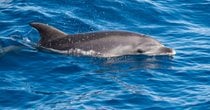 Delfin und Walbeobachtung
