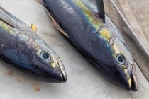 Tuna Fishing Season