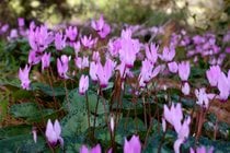 Blooming of Cyclamens