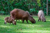 Capybara Observación (temporada de crianza)