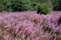 Heather Blooming