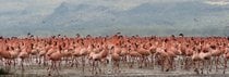 Flamingos sur les lacs de la vallée du Rift