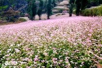 Temporada de flor de trigo sarraceno