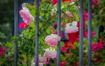 Jardines de rosas