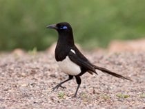 Observation des oiseaux dans les espèces rares