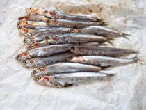 Anchoides