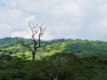 Forêt pluviale de Sinharaja