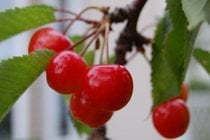 Satonishiki Cherries