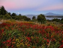 Fleurs sauvages de la Patagonie