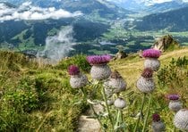 Jardín de flores alpinas Kitzbüheler Cuerno