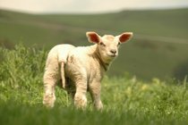Nascita degli agnelli