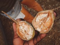 Saison des fruits de Baobab