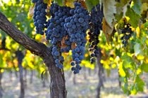 Vente de raisins de vin
