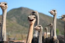 Óulos de avestruz de Oudtshoorn