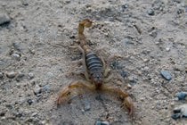Skorpionen in Las Vegas