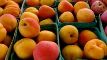 Apricot Season