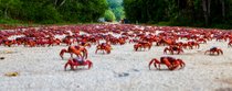 Rote Krabben-Migration